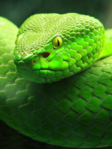 Real-life &lsquo;Harry Potter&rsquo; Snake Spotted in India