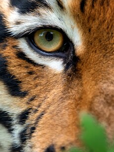 10 Most Lethal Predators on Earth