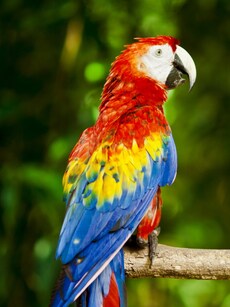 10 Most Beautiful Parrot Species That Will Take Your Breath Away