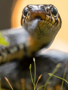 10 Plants That Attract Snakes To Your House