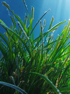 World&rsquo;s Largest Plant Is an Immortal That Clones Itself