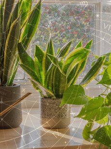 Top 12 Houseplants: Perfect for Your Zodiac Sign
