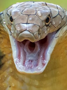 Who Hunts the Hunters? 9 Apex Predators That Hunt Cobras