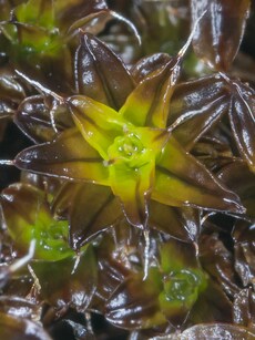 Scientists Discover Incredible Plant That Could Survive on Mars