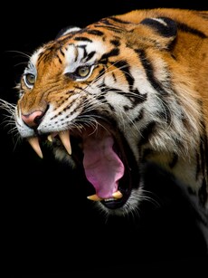 12 Near-Extinct Animals You May Never See Again