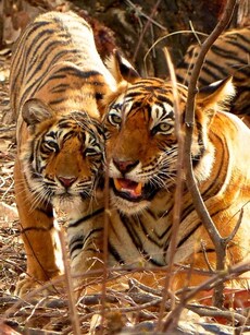 International Tiger Day: Top 10 Tiger Safaris in India