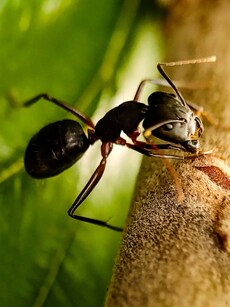 Do You Know Ants Can Perform Life-Saving Operations?