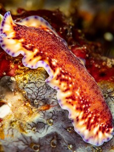 Top 10 Animals That Don&rsquo;t Have Brain