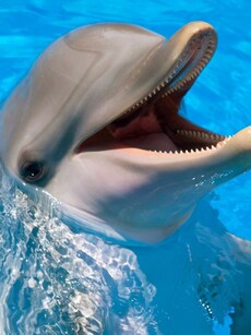 Top 10 Brainiest Animals Species on Earth