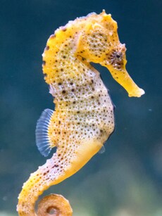 Seahorse Dads: The Only Males Who Experience Pregnancy and Birth