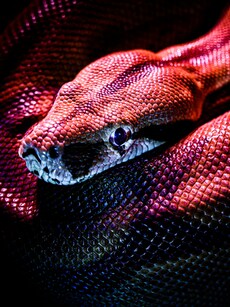World Snake Day, July 16: 10 Most Venomous Snakes
