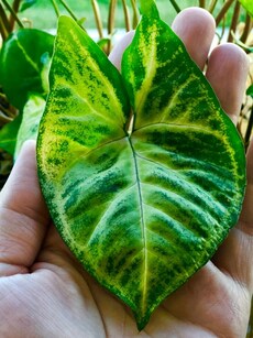 Indoor plants: These 5 houseplants need very less water, low light