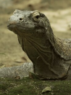 Komodo Dragon&rsquo;s Iron-Coated Teeth: A Ruthless Predator&rsquo;s Deadly Bite