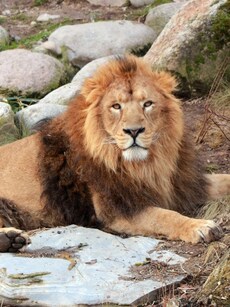 10 wildlife photography tips for iPhones