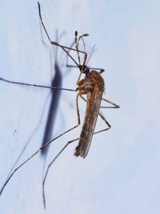 8 natural mosquito repellents you can make at home