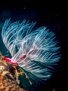 10 Incredible Sea Creatures That Look Straight Out of a Fantasy