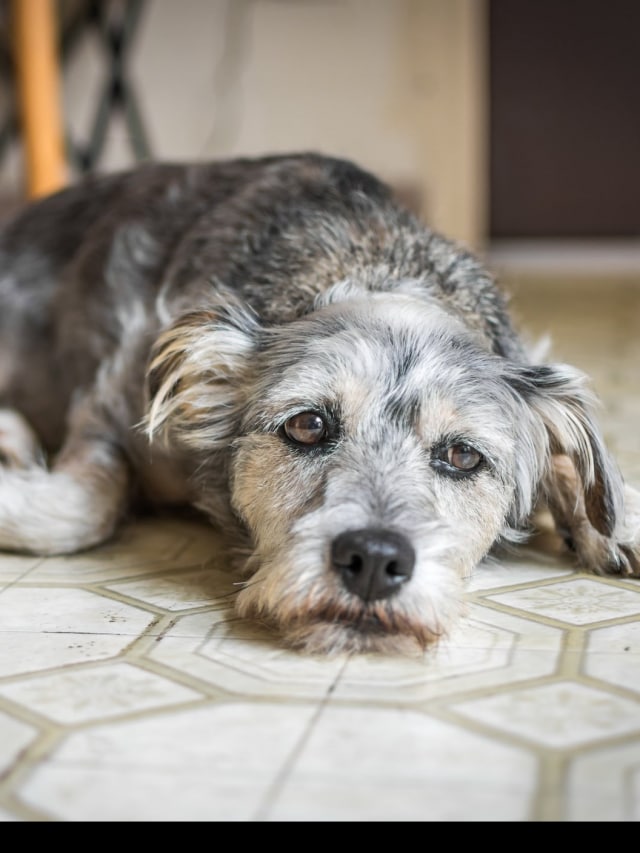 Dog depression 8 signs your dog is extremely sad