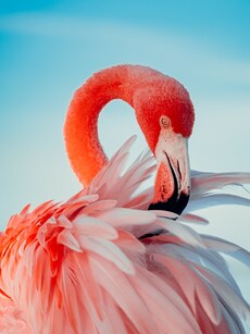 Why Are Flamingos Pink? 7 Hidden Secrets Behind Their Vibrant Hue