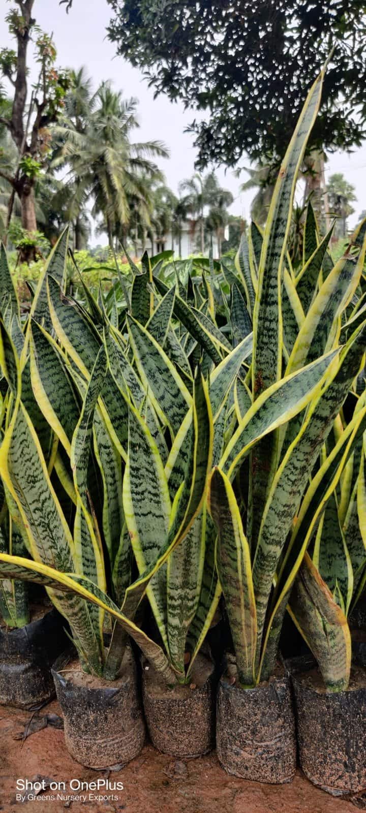 variegata monstera kaufen MONSTERA STANDLEYANA VARIEGATA online kaufen bei potflourri
