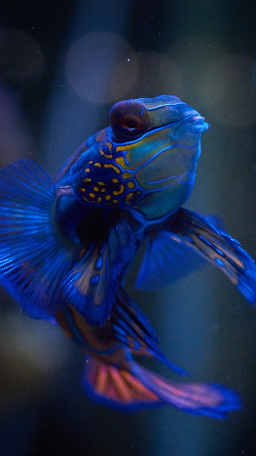 Beautiful fish discount