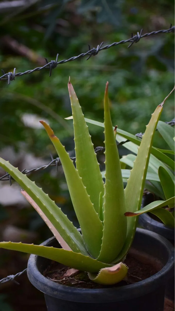 anthurium clarinervium standort Anthurium clarinervium | Flamingoblume main image 1