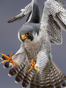 Top 10 Fastest
 Animals On Earth