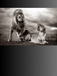 Top 10 mesmerising Photos from the 2024 Wildlife Photographer of the Year