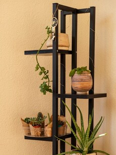 10 Plants You Must Keep in Your Home as Per Vastu