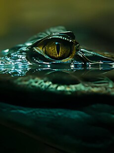 10 Largest Crocodiles in the World