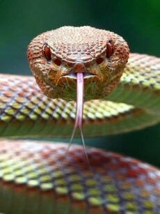 Mind-Blowing Interpretations of Your Snake Dreams, Based on the Snake’s Colour