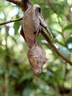 9 Animals That Are Masters of Disguise