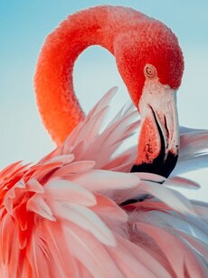 10 Bizarre Birds with the Funkiest Feathers