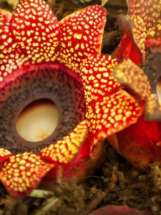 Top 10 Destinations to See the World’s Biggest Flowers