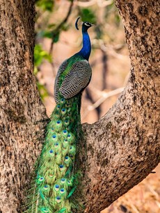 8 Best Night Safaris in India for a Thrilling Experience