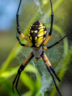 9 of the World&rsquo;s Deadliest Spider