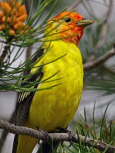 Top 10 Most Beautiful Singing Birds in the World