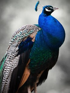 10 Most Colourful Animals in the World