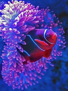 9 Most Stunning Fish Species in the World