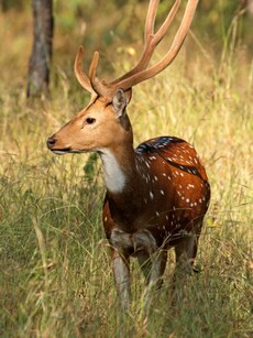 Top 10 National Parks in India for Wildlife Spotting