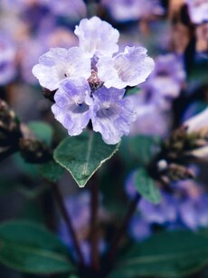 10 Interesting Facts About The Rare Neelakurinji Flower