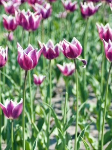 10 Stunning Floral Escapes in India Every Traveler Must See