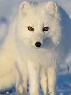 7 Animals That Turn White in Winter