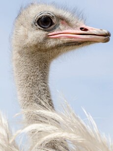 8 Birds That Have Wings But Can&rsquo;t Fly