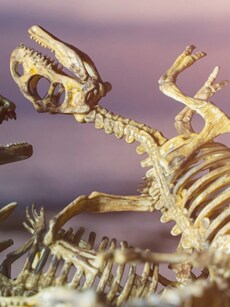 7 Animals That Disappeared Thanks to Human Appetite