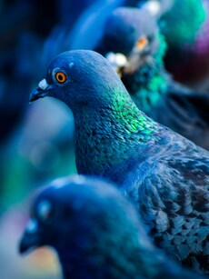 From Elephants to Pigeons: 9 Incredible Animals of War