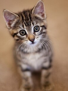 11 daily diet tips for kittens: Include proteins, carbs, fats