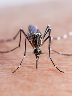 Mosquito bites: Home remedies to soothe skin, stop itching