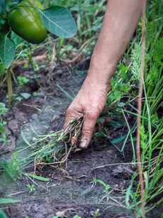 Gardening tips: 12 simple ways to control weed growth