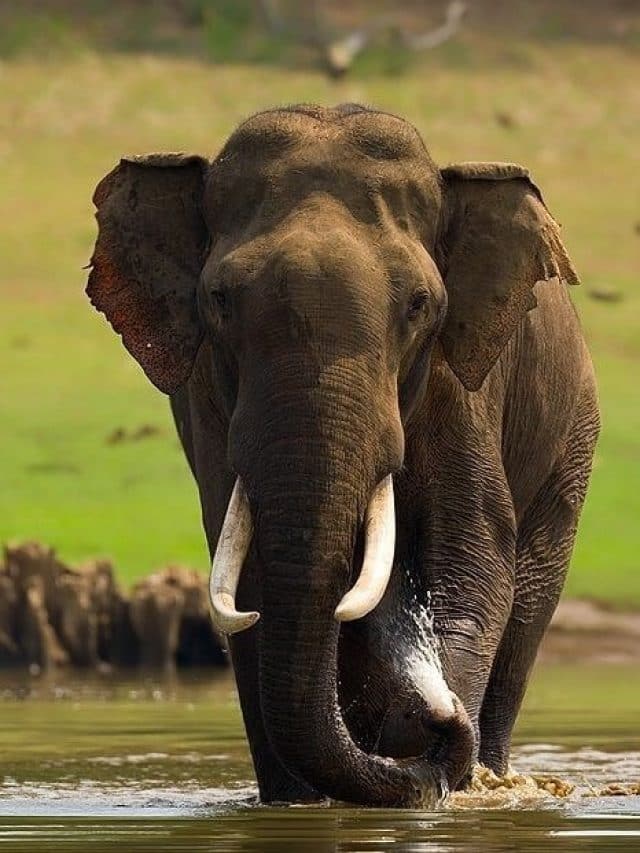 India's Elephant Population and Global Ranking