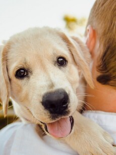 10 must-have apps for dog owners